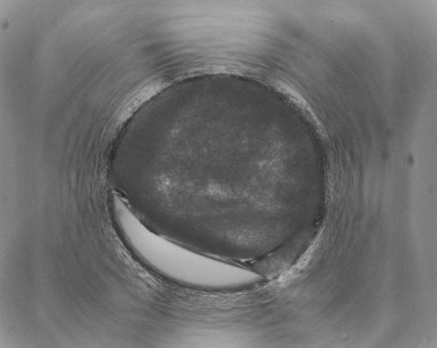 X0000088360977200706121051