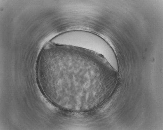 X0000088360995200706121050