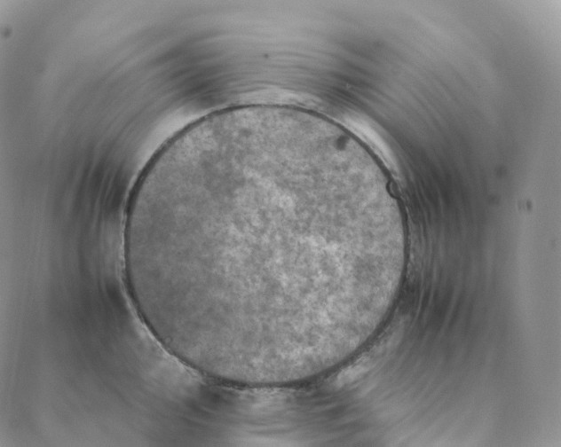 X0000088361000200706121050