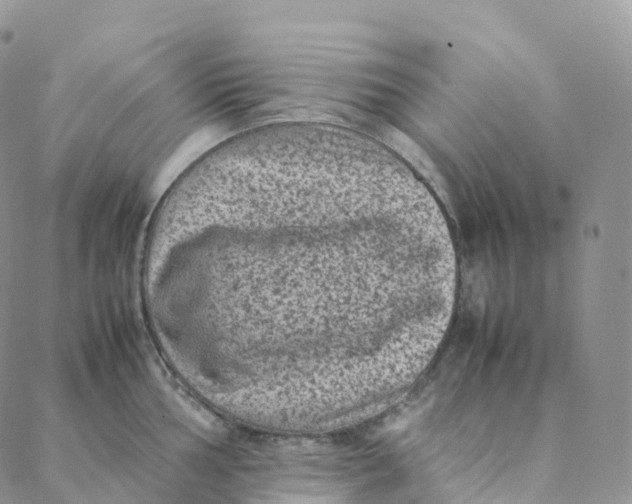 X0000088361002200706121050