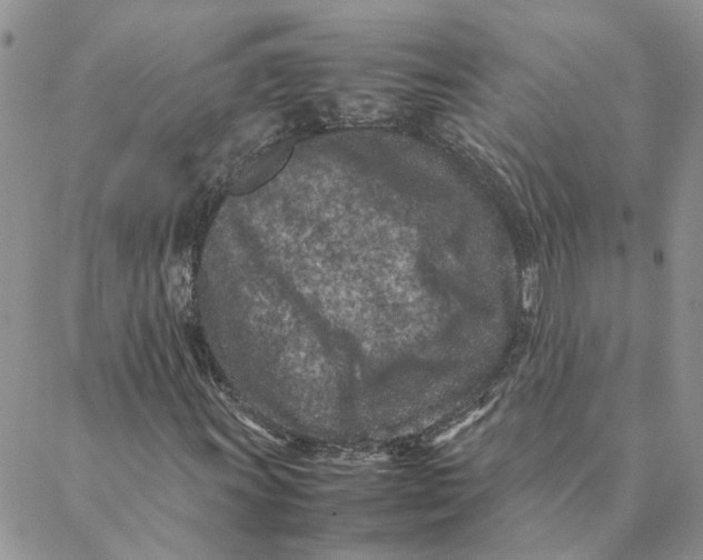 X0000088361011200706121049