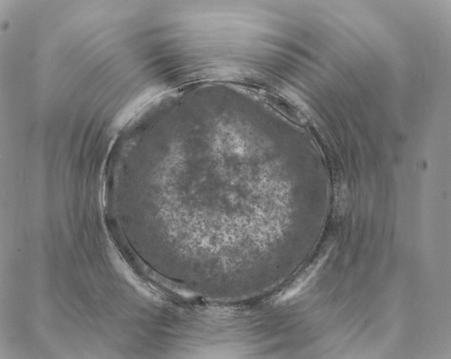 X0000088361034200706121050