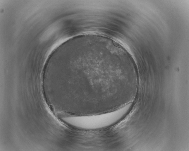 X0000088361045200706121050