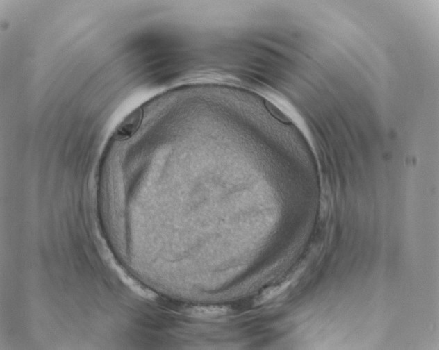 X0000088361053200706121050