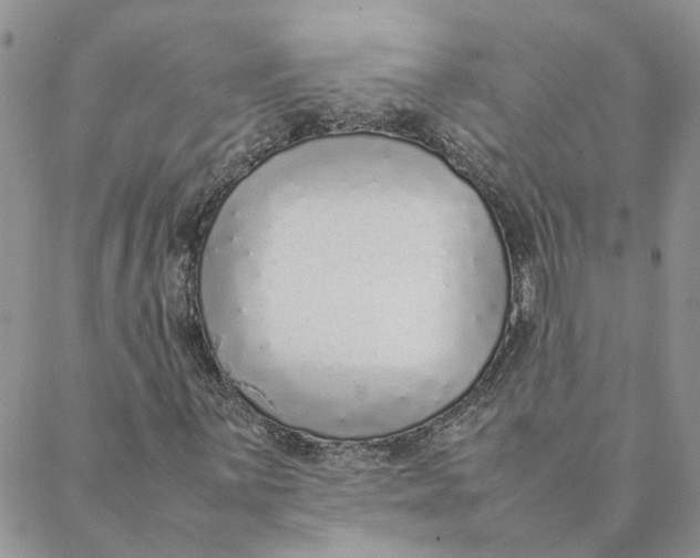 X0000088361059200706121049