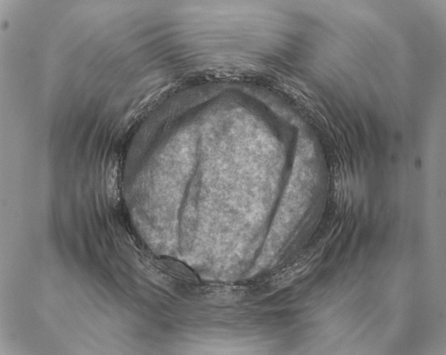 X0000088361060200706121049