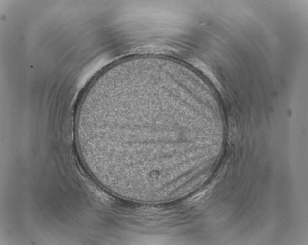 X0000088361075200706121049