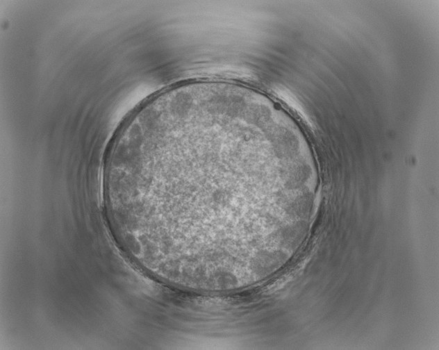 X0000088361079200706121049