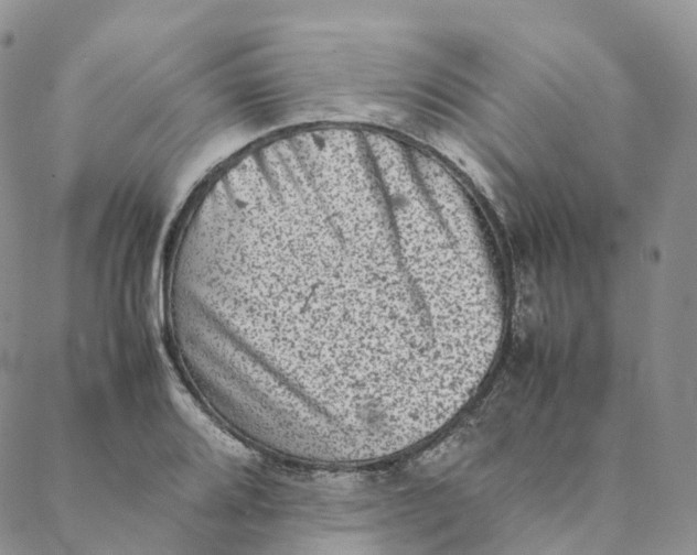 X0000088361080200706121049