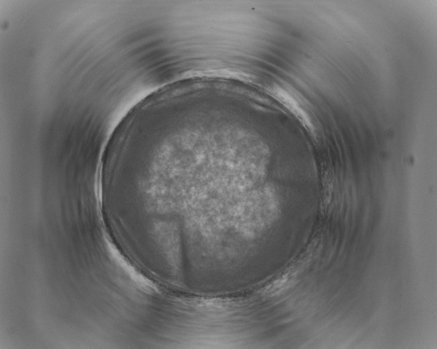 X0000088361084200706121049