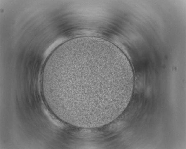 X0000088361098200706121049