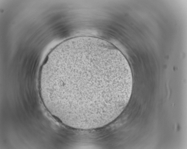 X0000088361104200706121049