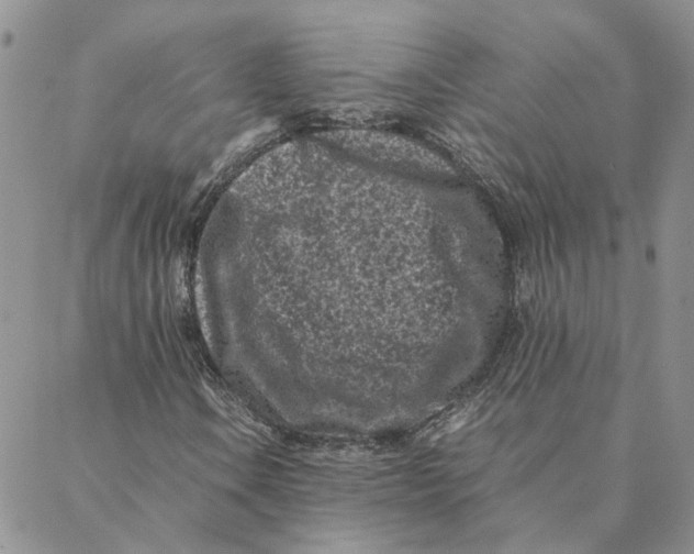 X0000088361106200706121048