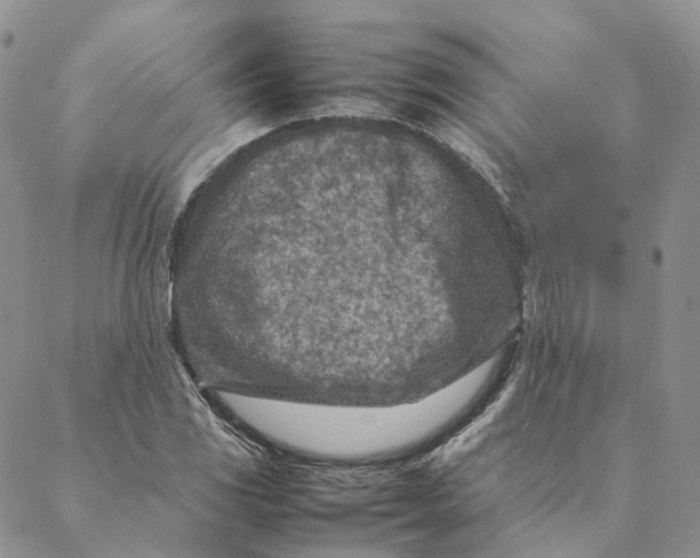 X0000088361117200706121048