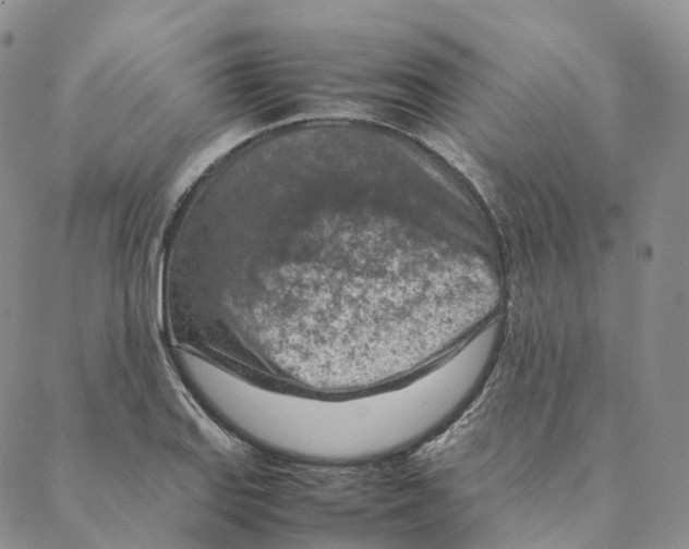 X0000088361127200706121048