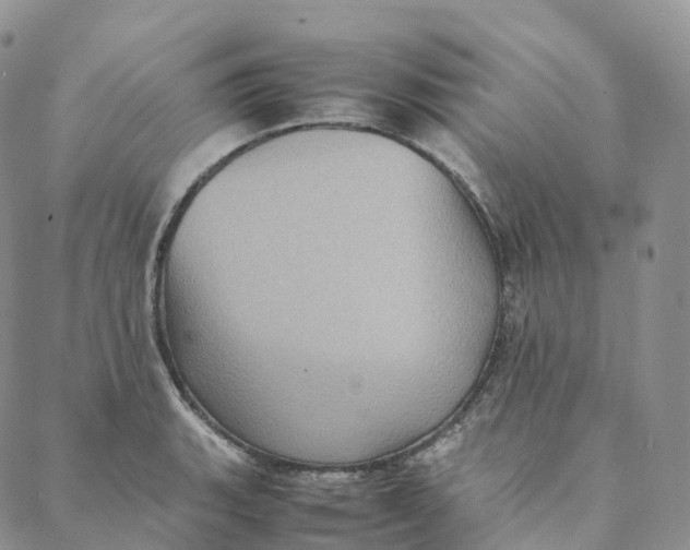 X0000088361135200706121048