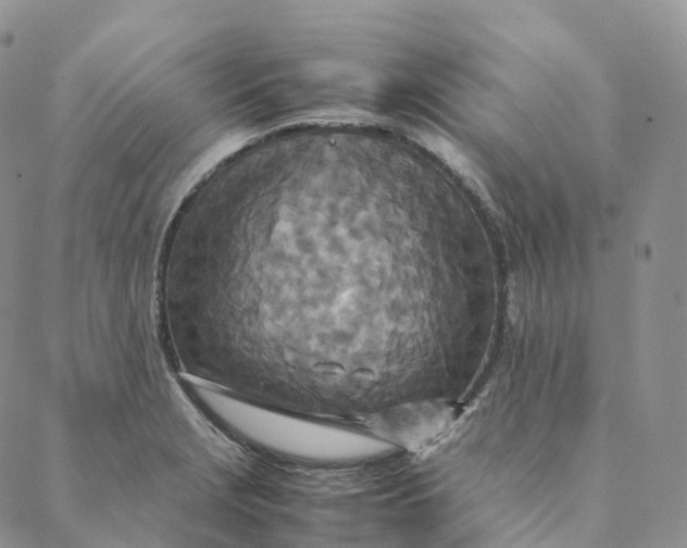 X0000088361229200706121047