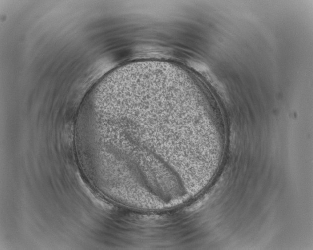 X0000088361233200706121047