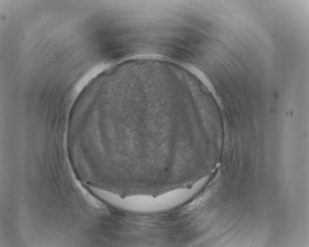 X0000088361245200706121047