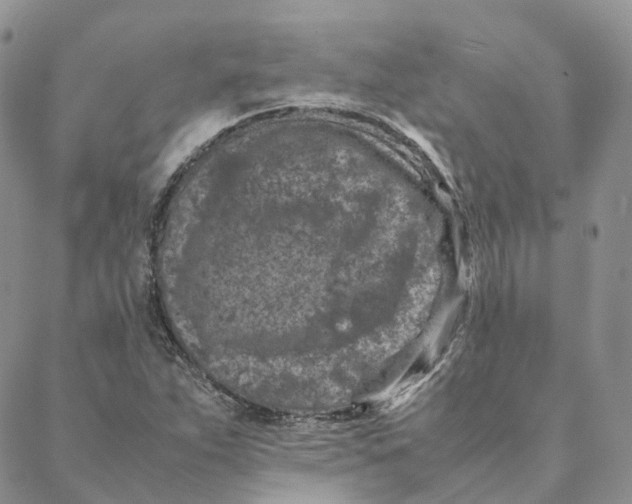 X0000088361263200706121046