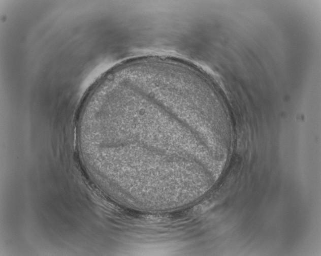 X0000088361271200706121046