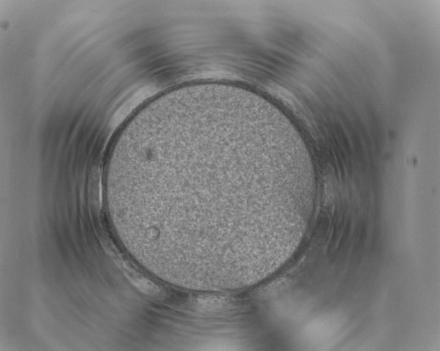 X0000088361274200706121046