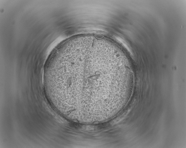 X0000088361275200706121046