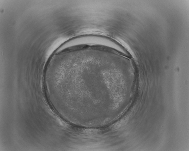 X0000088361277200706121046