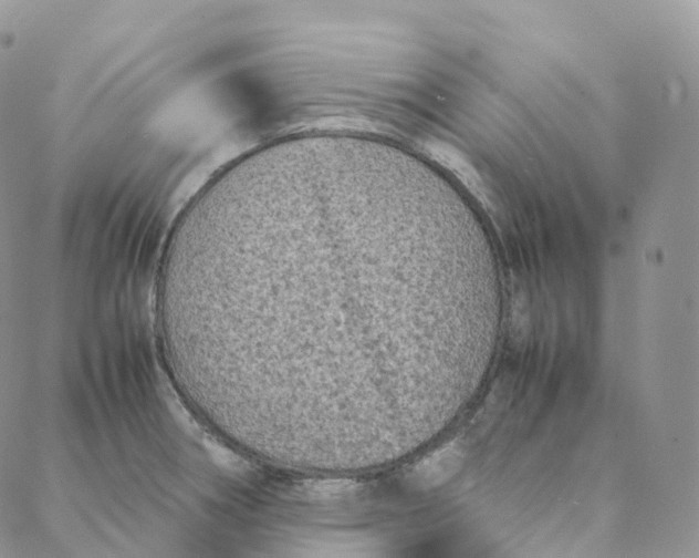 X0000088361282200706121046