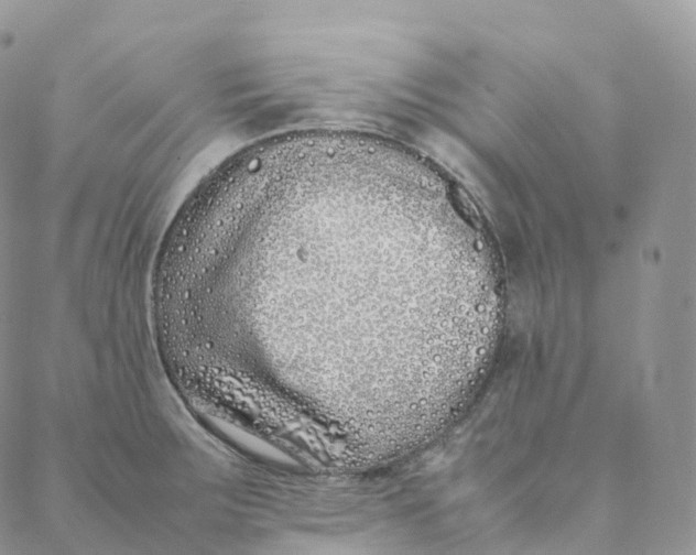 X0000088361283200706121046