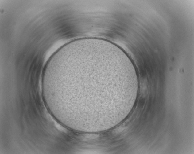 X0000088361294200706121046