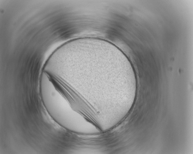 X0000088361296200706121046