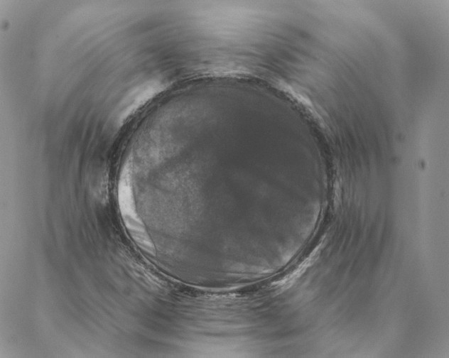 X0000088361306200706121045