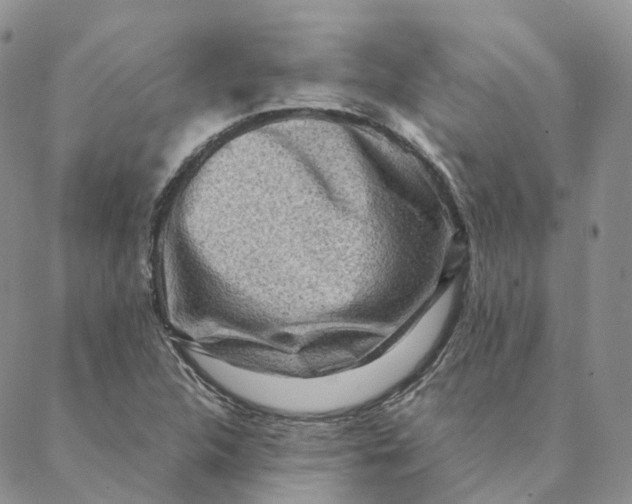 X0000088361312200706121045