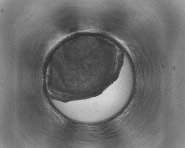 X0000088361319200706121045