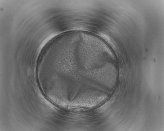 X0000088361331200706121045