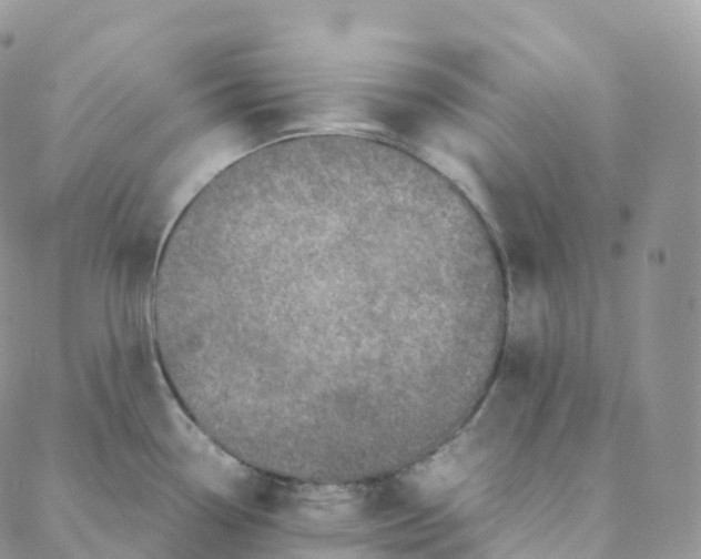 X0000088361338200706121045