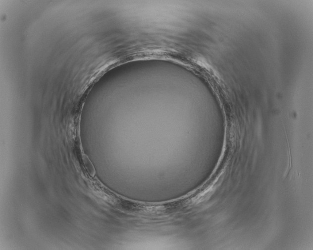 X0000088361353200706121045