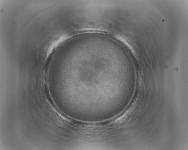 X0000088361357200706121045