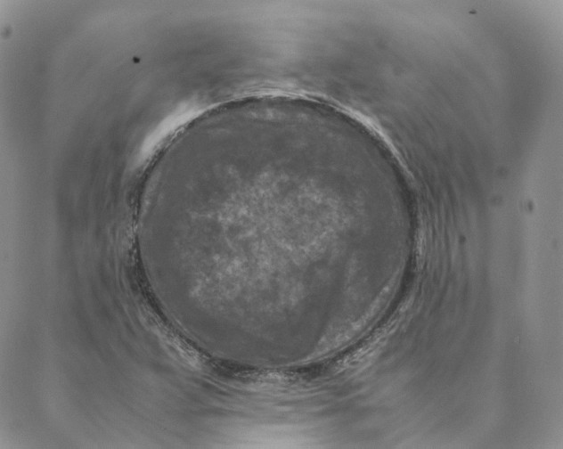 X0000088361359200706121044