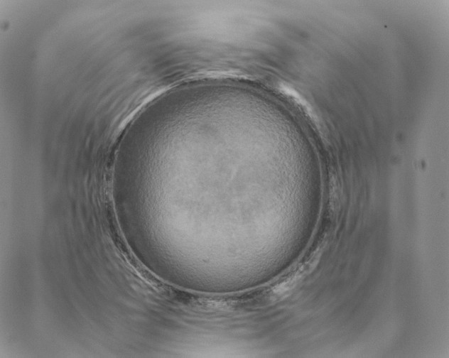 X0000088361361200706121044