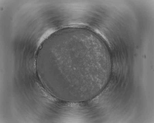 X0000088361362200706121044