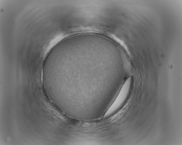 X0000088361365200706121044