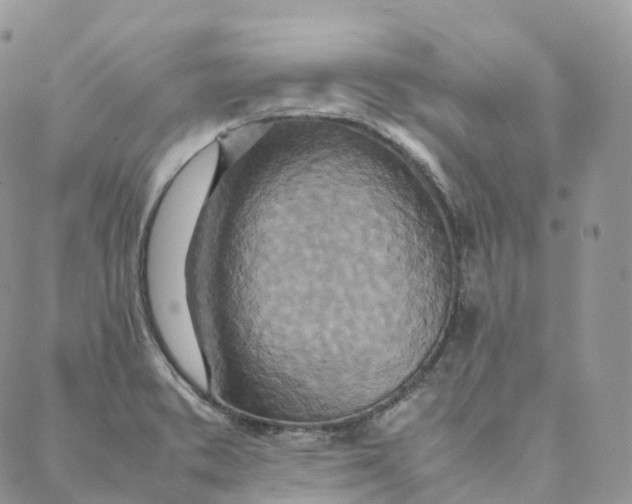 X0000088361373200706121044