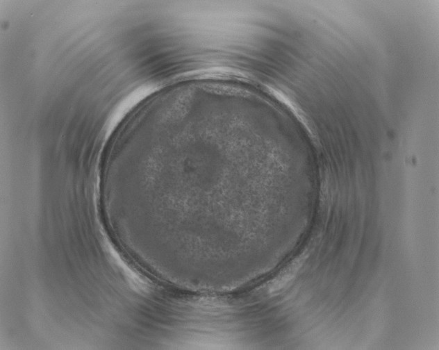 X0000088361418200706121044