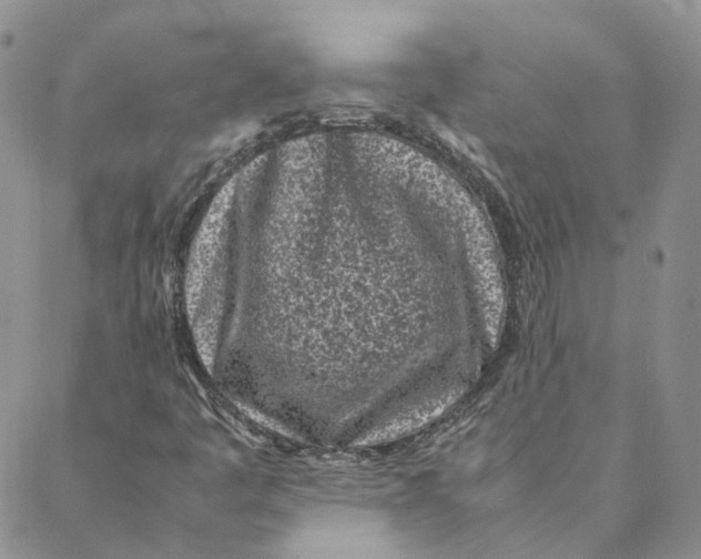 X0000088361445200706121043