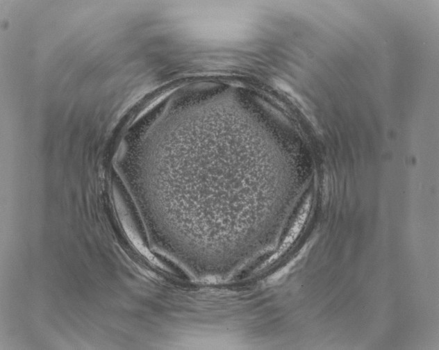 X0000088361449200706121043