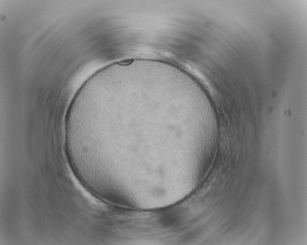 X0000088361479200706121043