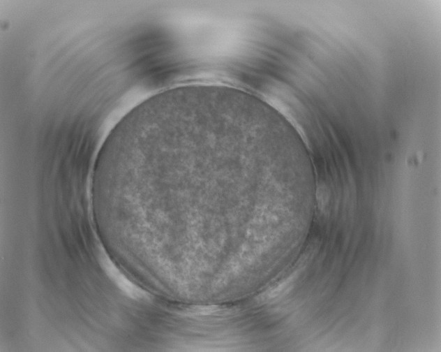 X0000088361482200706121042