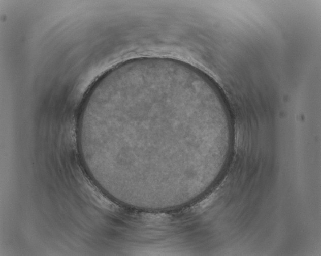 X0000088361498200706121042